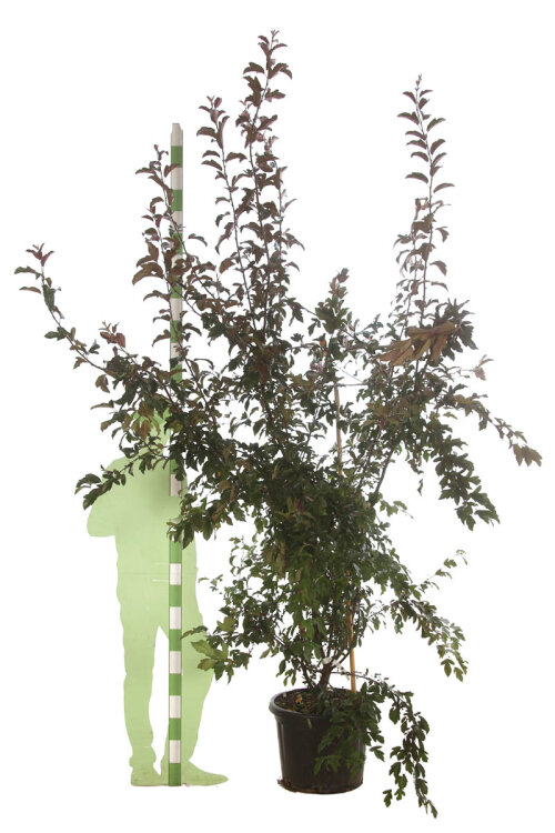 MALUFREC25050