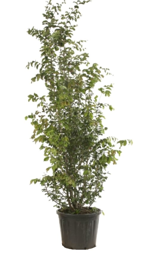 PARRVANC300130