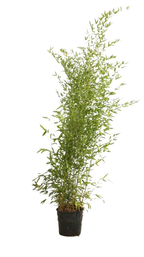 PHYLBISC20018