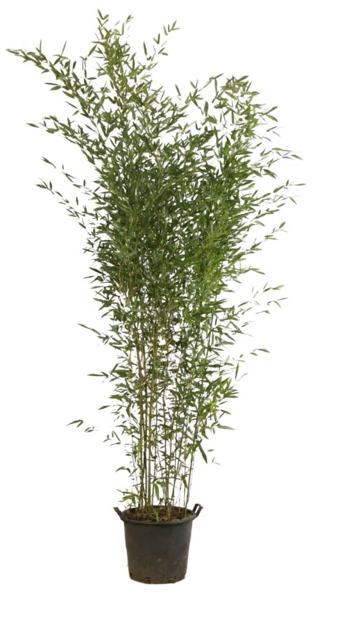 PHYLBISC25030