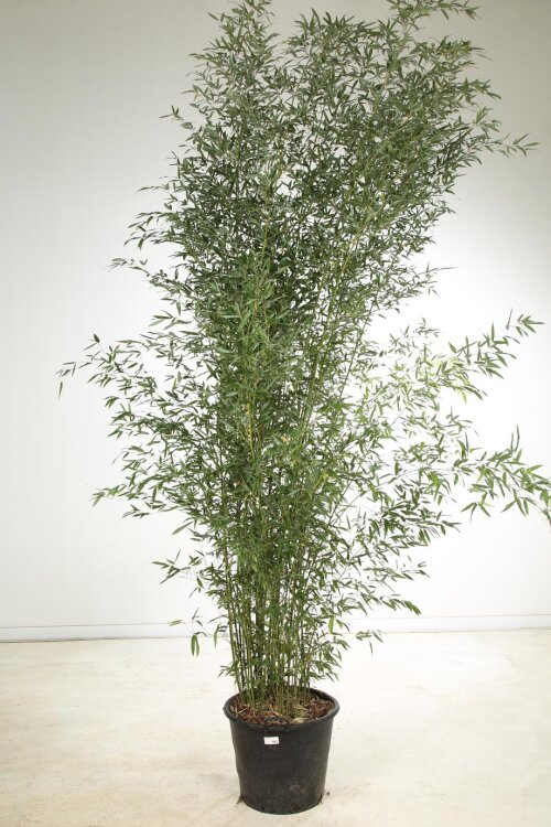 PHYLBISC40070