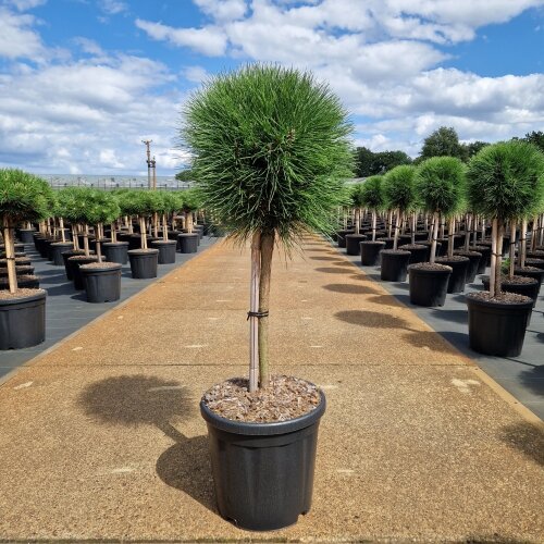 PINUSBRDT4030C18