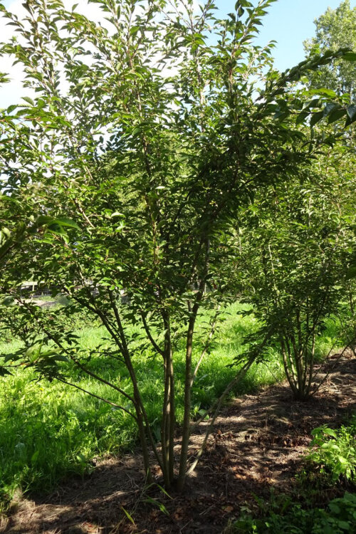 PRUNAROCPMG250