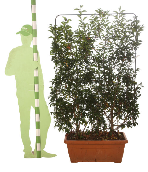 PRUNBREESBAK80