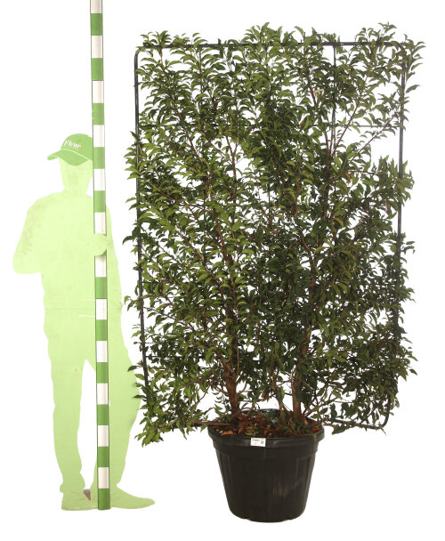 PRUNBREESC18055