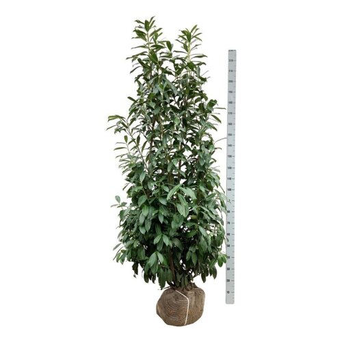 PRUNCAUM200
