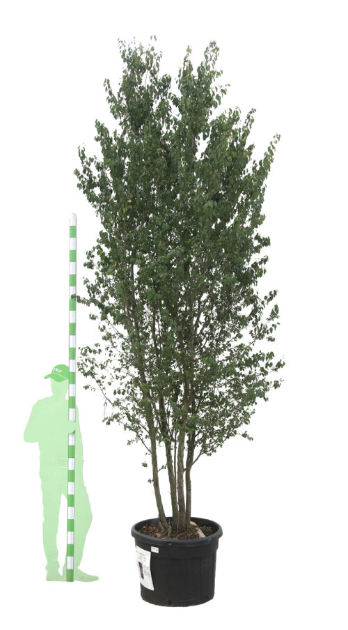 PRUNCERCPC300150
