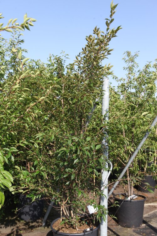 PRUNFUKCPC17590
