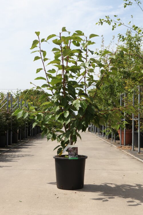 PRUNKANC12525