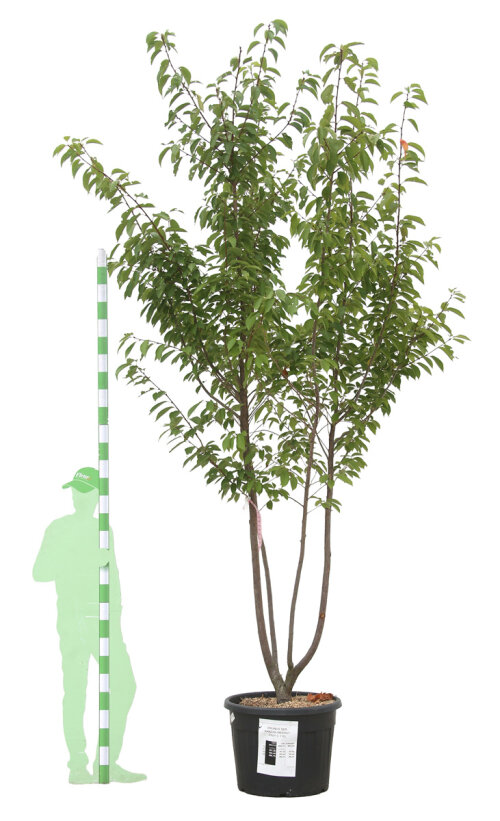 PRUNKANCPC250110