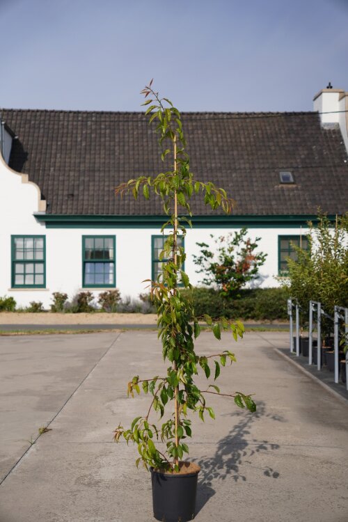 PRUNKSZTBC175