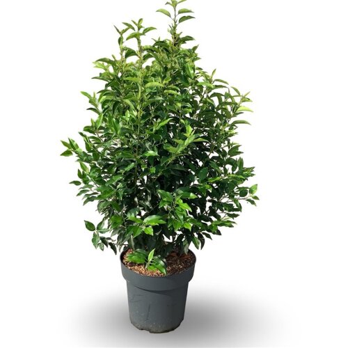PRUNLANC1280