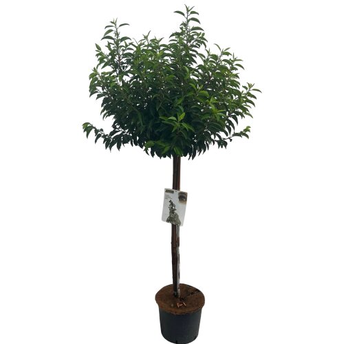 PRUNLANDC12012L