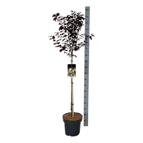 PRUNPISDC9015