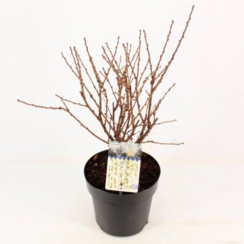 PRUNTOMC4