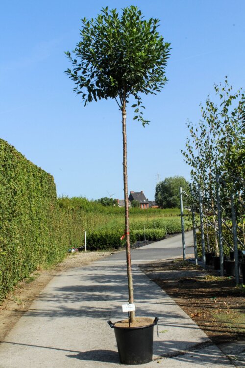 PRUNUMBC1035