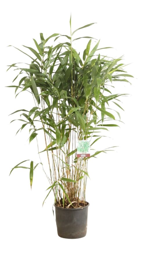 PSEUJAPC1005