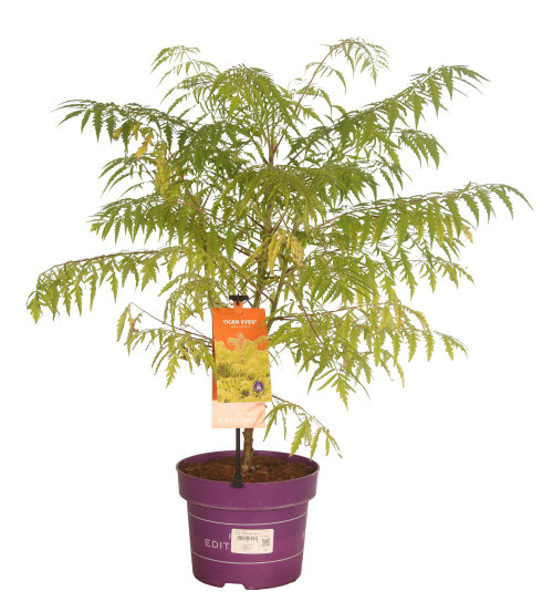 RHUSTEYC405