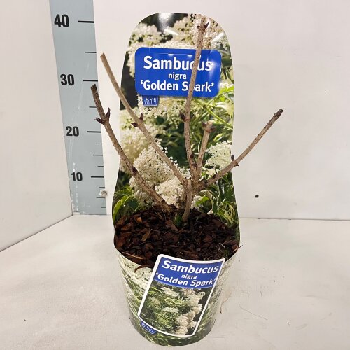 SAMBGSPC2