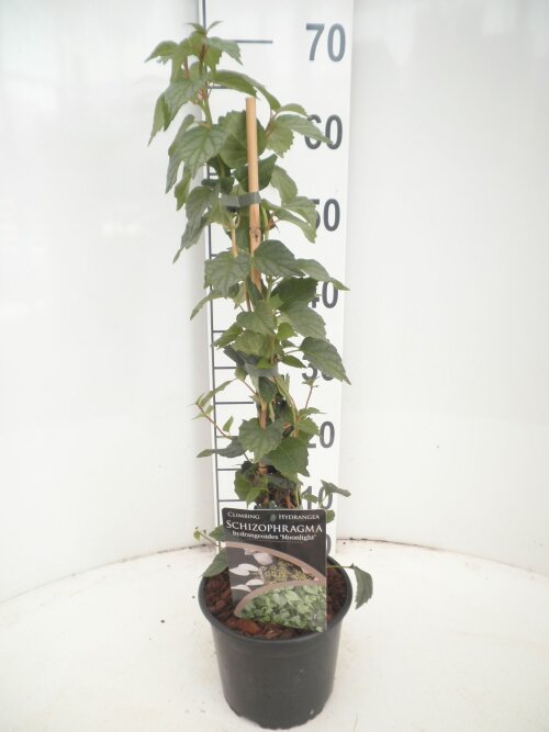 SCHIMOOC40