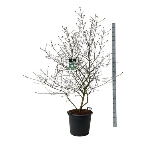 VIBUBURC15050