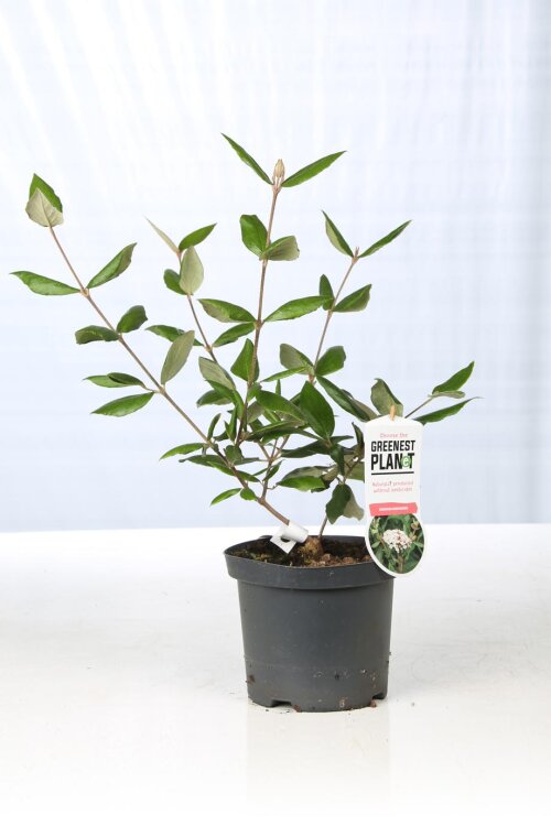 VIBUBURC30