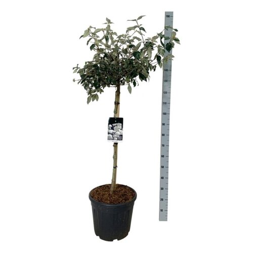 VIBUESKDC9030