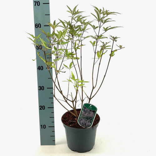 VITEACAC3