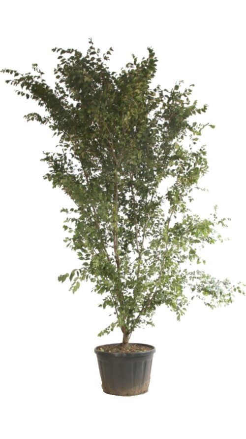 ZELKSERC400180