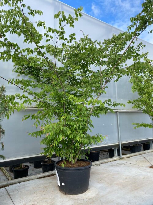 ZELKSERCPC350230
